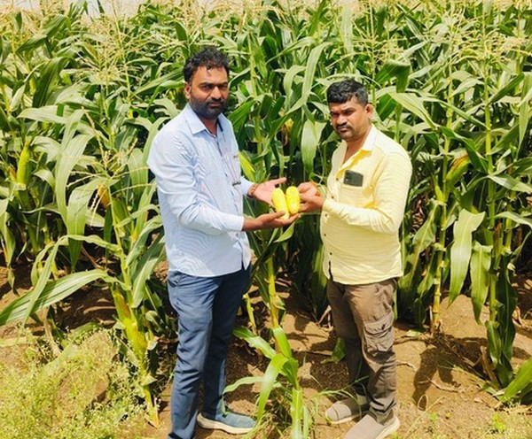 Sweet corn volumes from India lower due to drought-like conditions